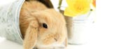Wo der Osterhase Urlaub macht